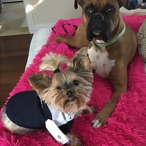 Other | Ben Sherman Dog Sweater | Poshmark